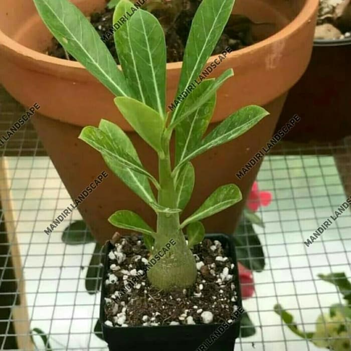 Bibit Bunga Kamboja Adenium Rare Black White Desert Rose TUMPUK- Tanaman Hias Hidup-Bunga Hidup