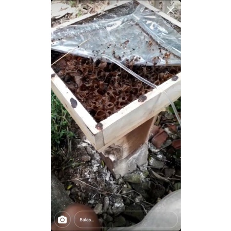 

madu kelulu, trigona, klanceng