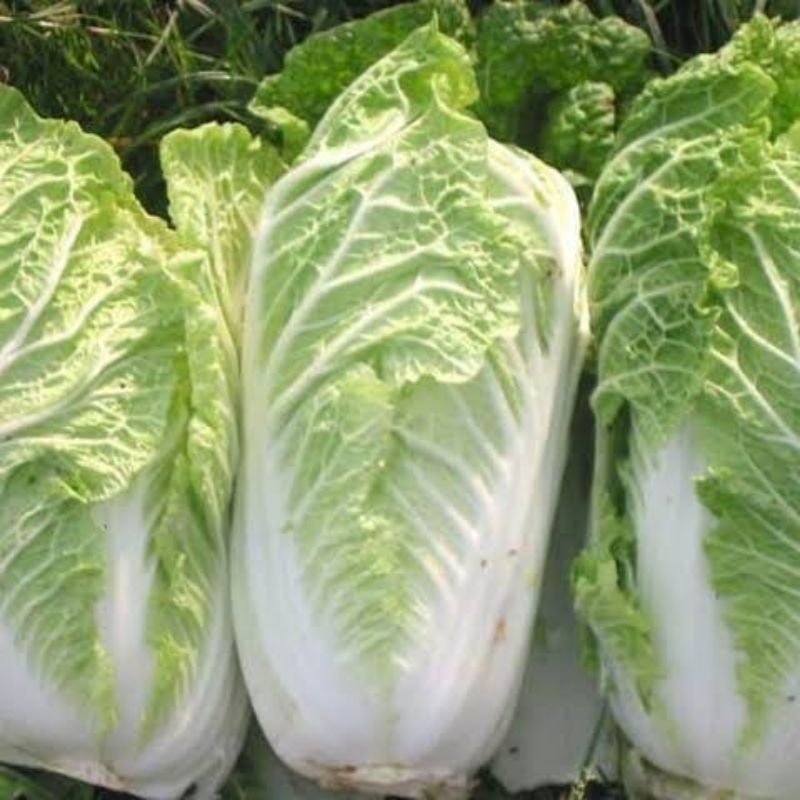 

sawi putih sayur segar 500 gram