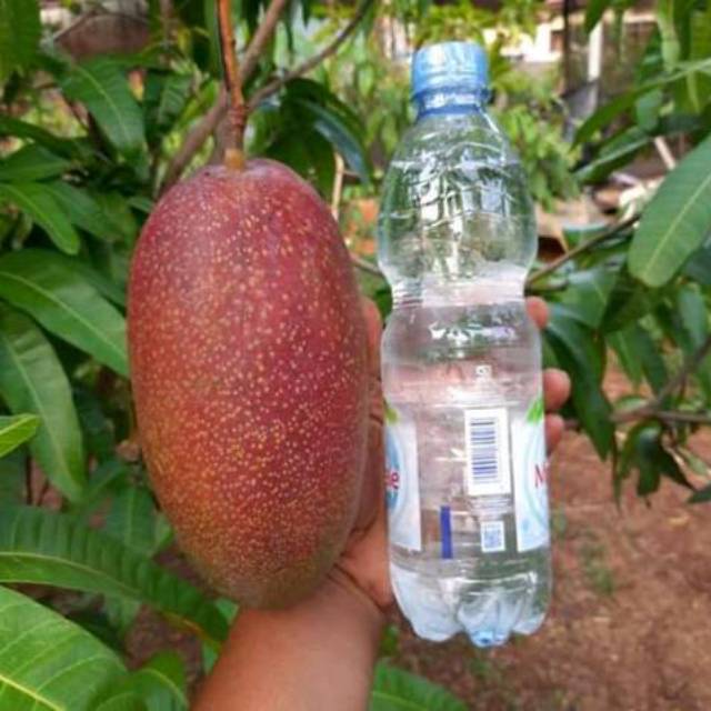 Bibit mangga yuwen/bibit mangga Yuwen#6/mangga Yuwen #6 asli super jumbo dan genjah