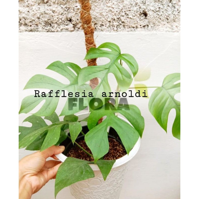 tanaman hias monstera minima /monstera mini