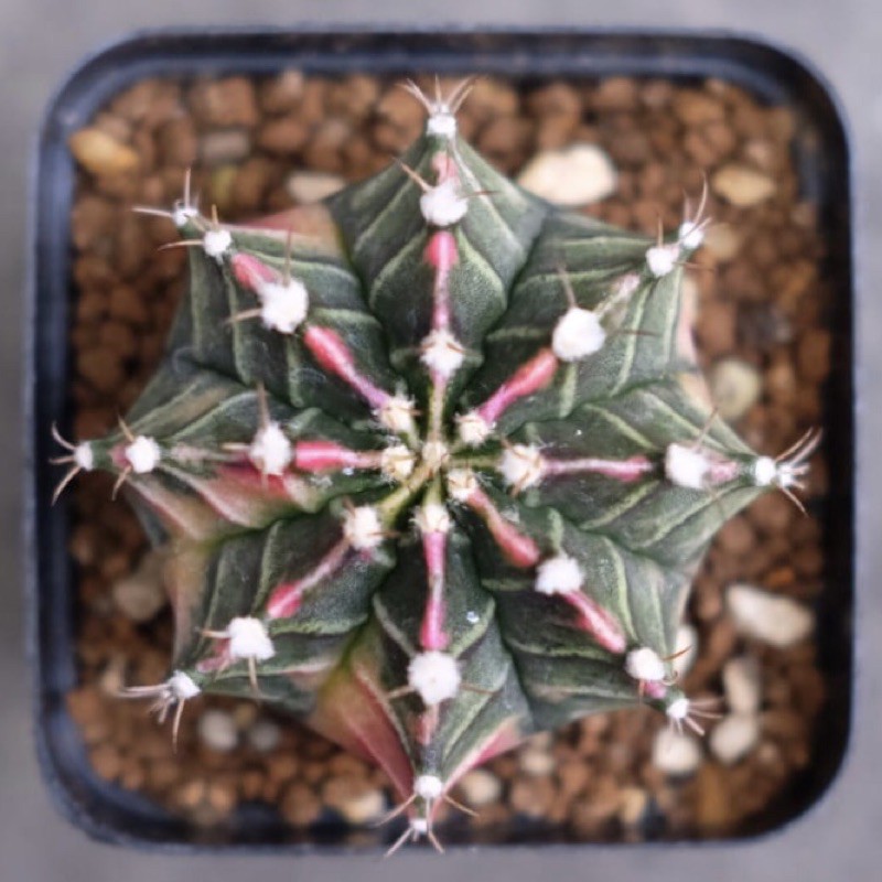 Kaktus Gymno Miha Starfire