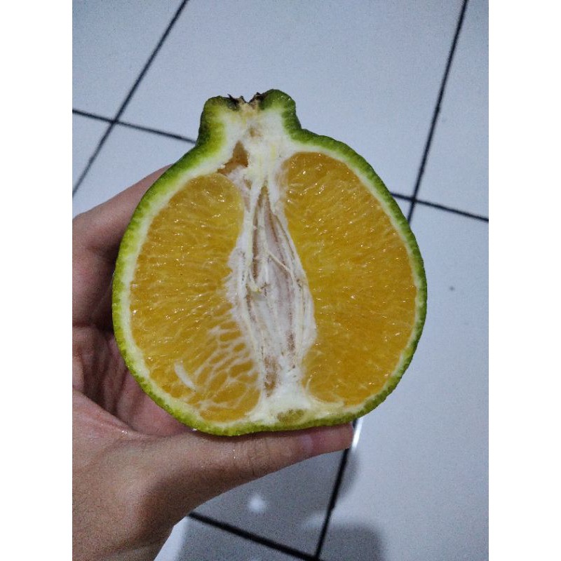 

JERUK SUSU (ASLI KALIMANTAN)