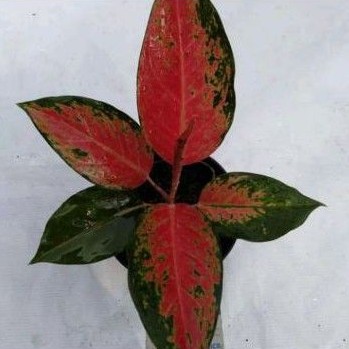 tanaman hias aglonema red kocin - pohon aglonema red kocin