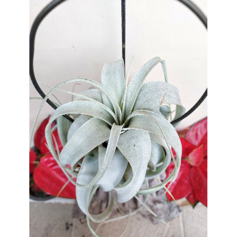 tillandsia xerographica