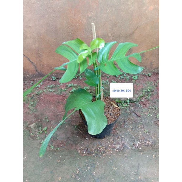 Jual Tanaman Hias Philodendron Skeleton Key Philodendron Ekor Pari Shopee Indonesia