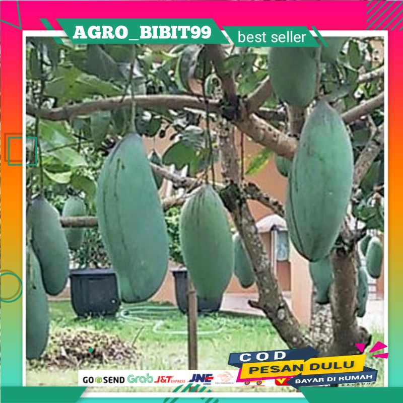 

bibit mangga kio jay super