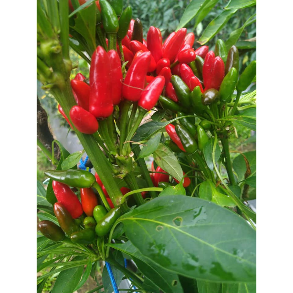 Benih Bibit Biji - Cabai Etna Jenis Cabe Tumpuk Bergerombol Pepper Seeds