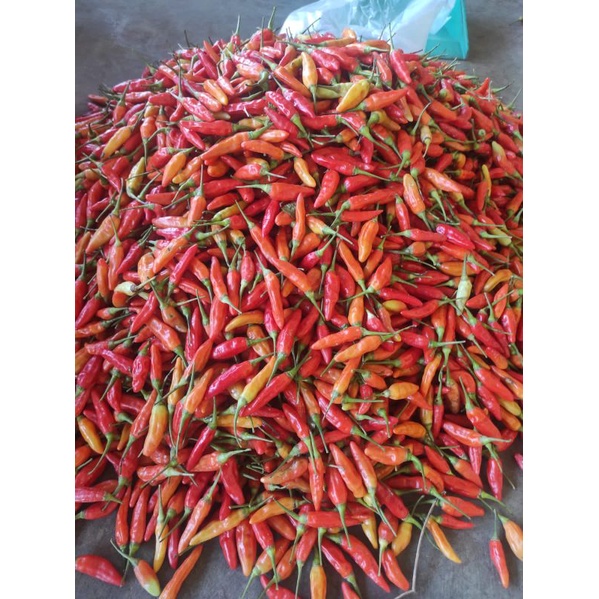 

ready murah cabe cabai kecil kemasan 1kg lombok
