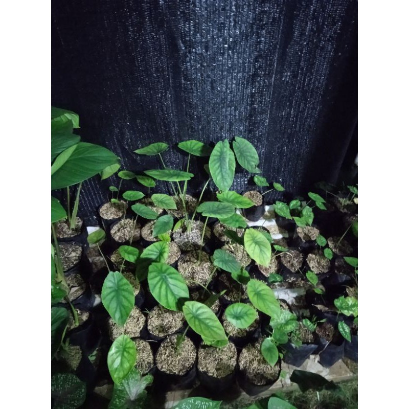 tanaman hias dragon scale / keladi tengkorak hijau