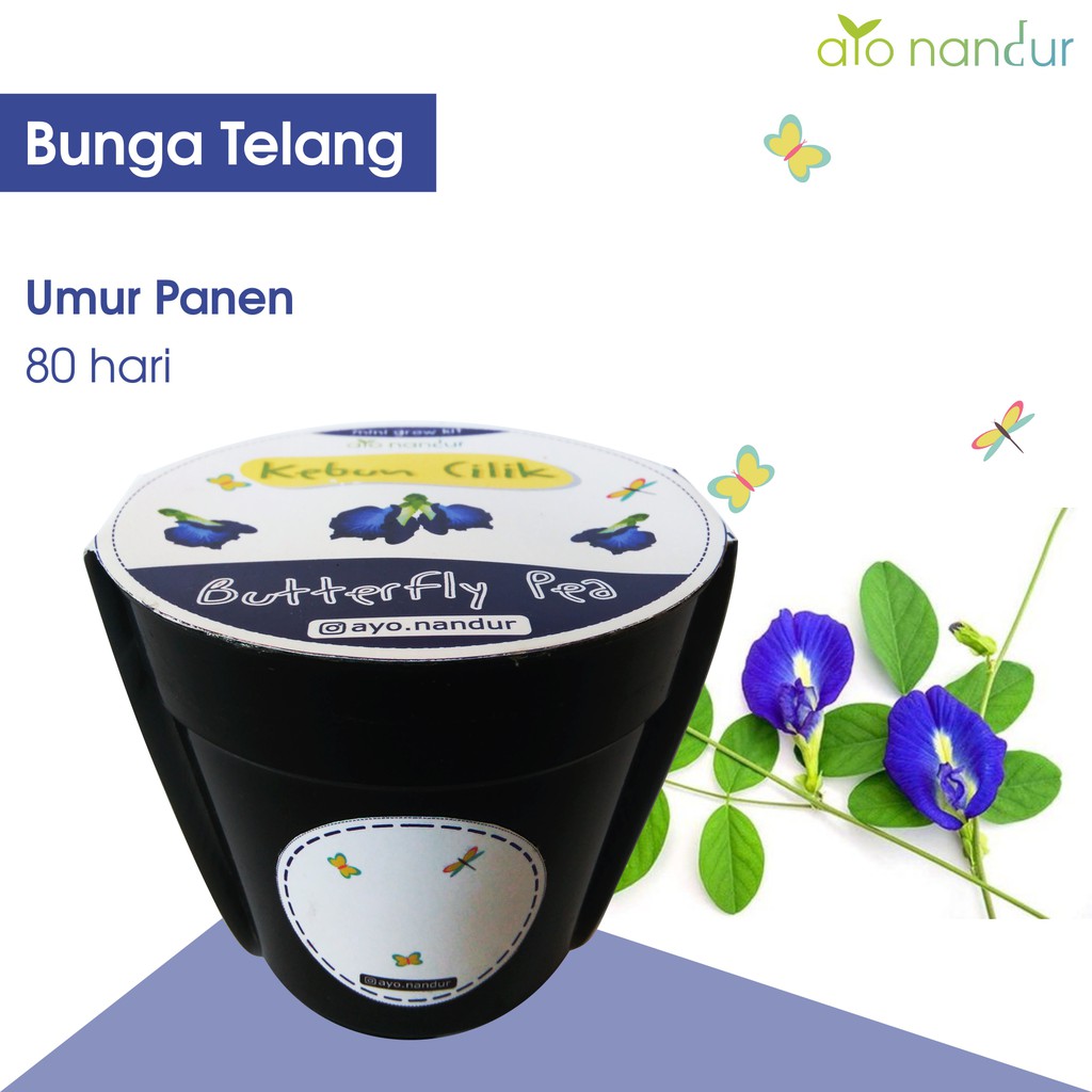 BIBIT TANAMAN BUNGA TELANG BUTTERFLY PEA BENIH BERKEBUN (20 benih) Ayo Nandur Kebun Cilik