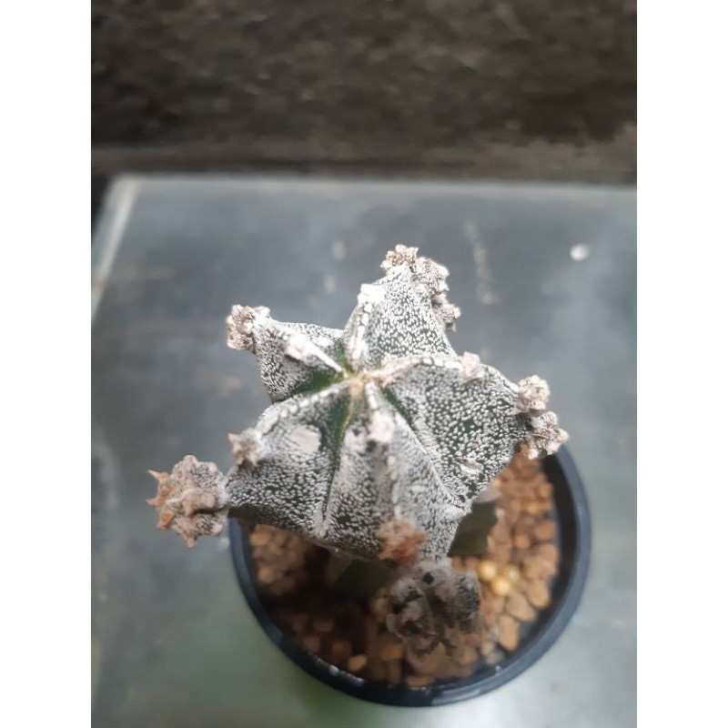 

Mytostigma Onzuka Naga