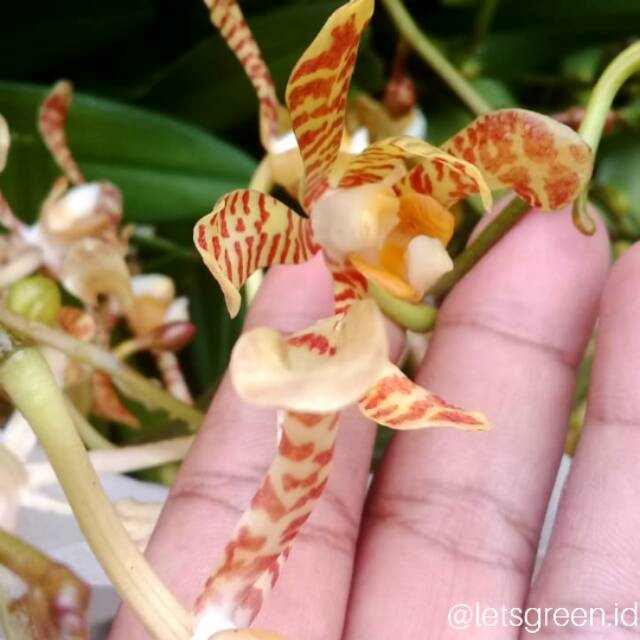 Anggrek Tanah Kalajengking