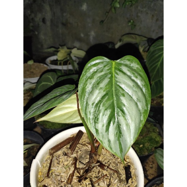 philodendron sodiroi