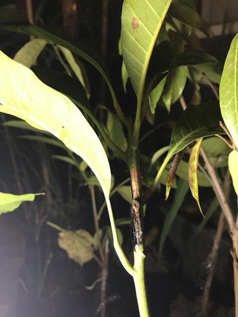 Bibit Mangga Namdokmai Golden Superrrr