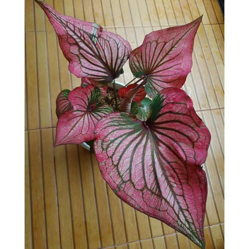tanaman hias Caladium infinity red / caladium red infinity / Keladi infinity anakan murah