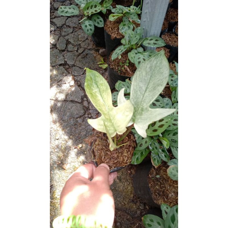 Florida ghost merpati variegata