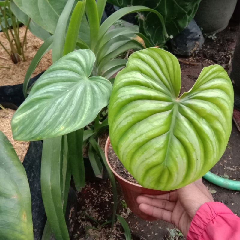 philodendron plowmanii