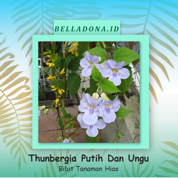 Bibit Tanaman Merambat Thunbergia Putih Dan Ungu