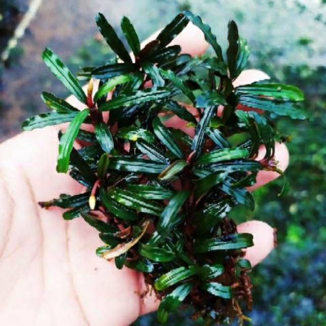 bucephalandra red  velvet clump