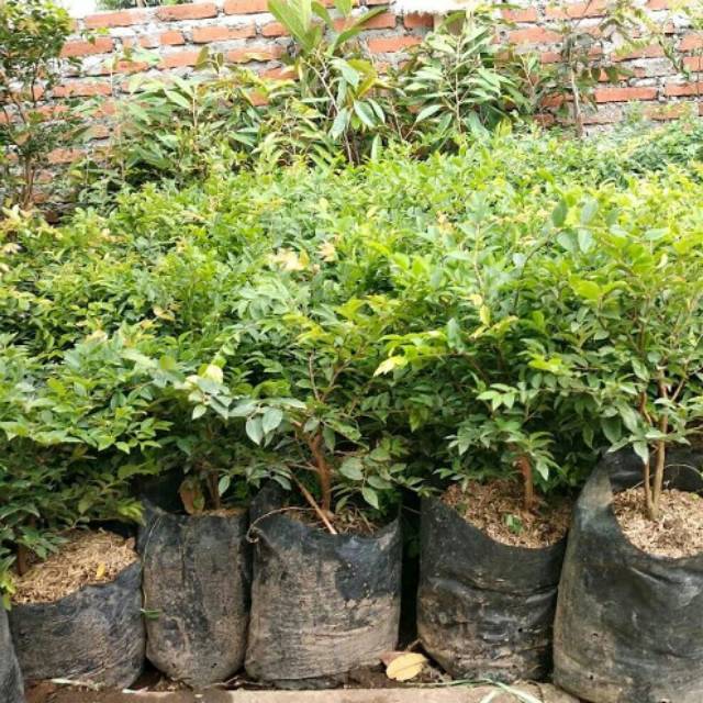 

Bibit anggur brazil