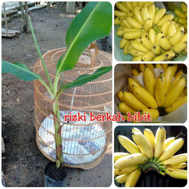 Bibit pisang mas kirana