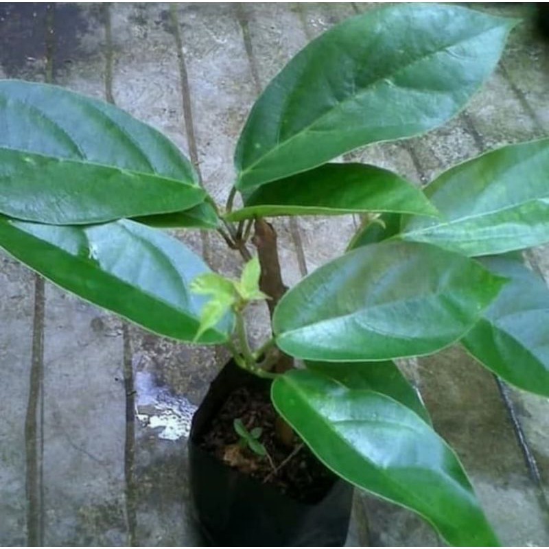 Bibit cincau pohon | tanaman daun cincau pohon