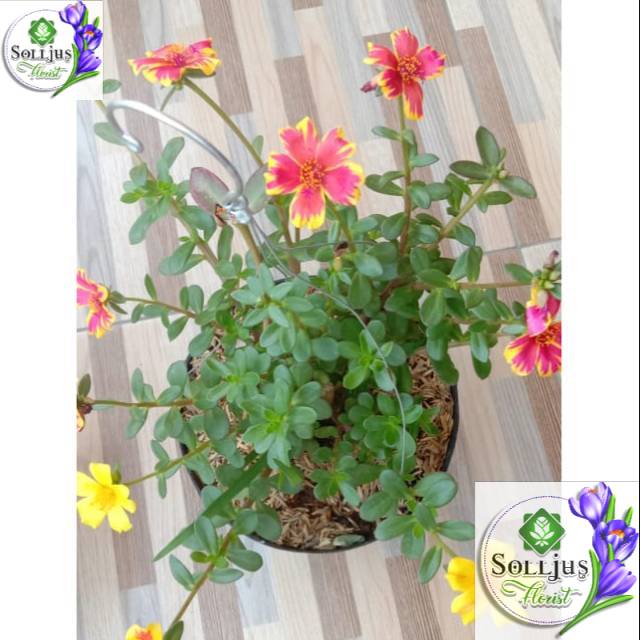 Bunga hias krokot mix gantung