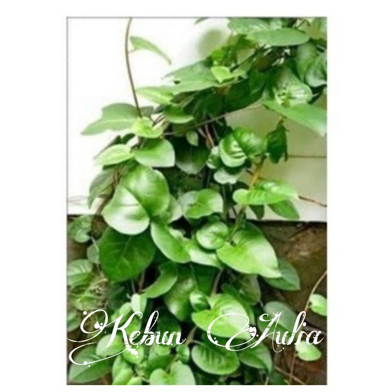

100 Lembar daun binahong segar
