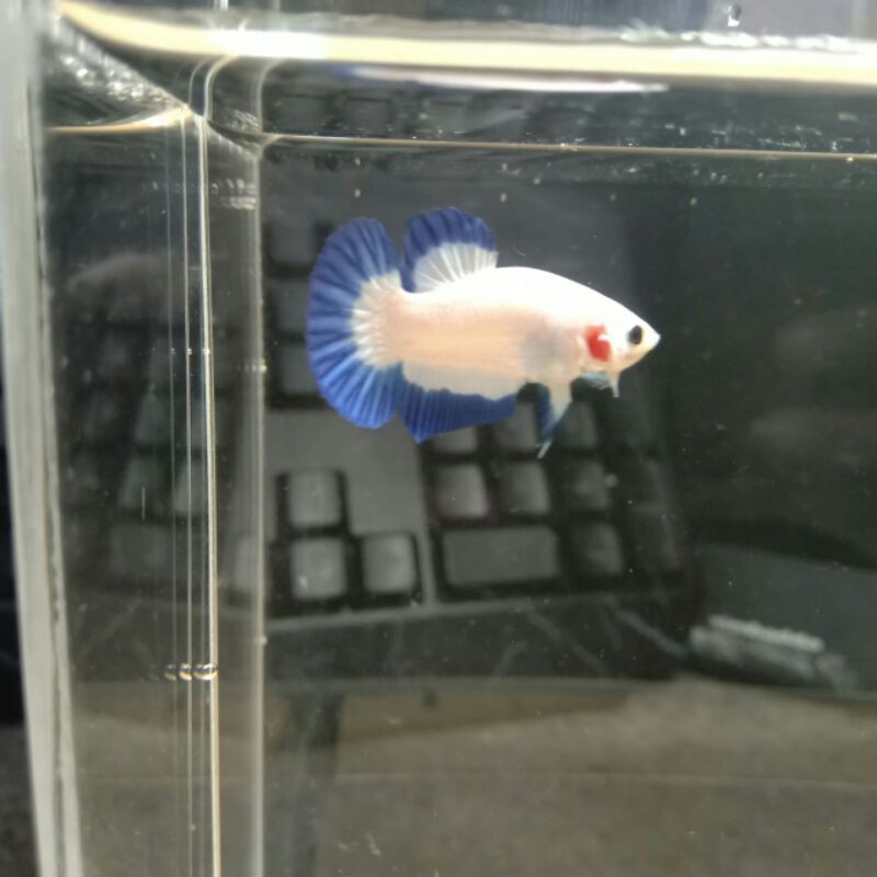 blue rim sepasang ori Thailand(indukan siap breding)