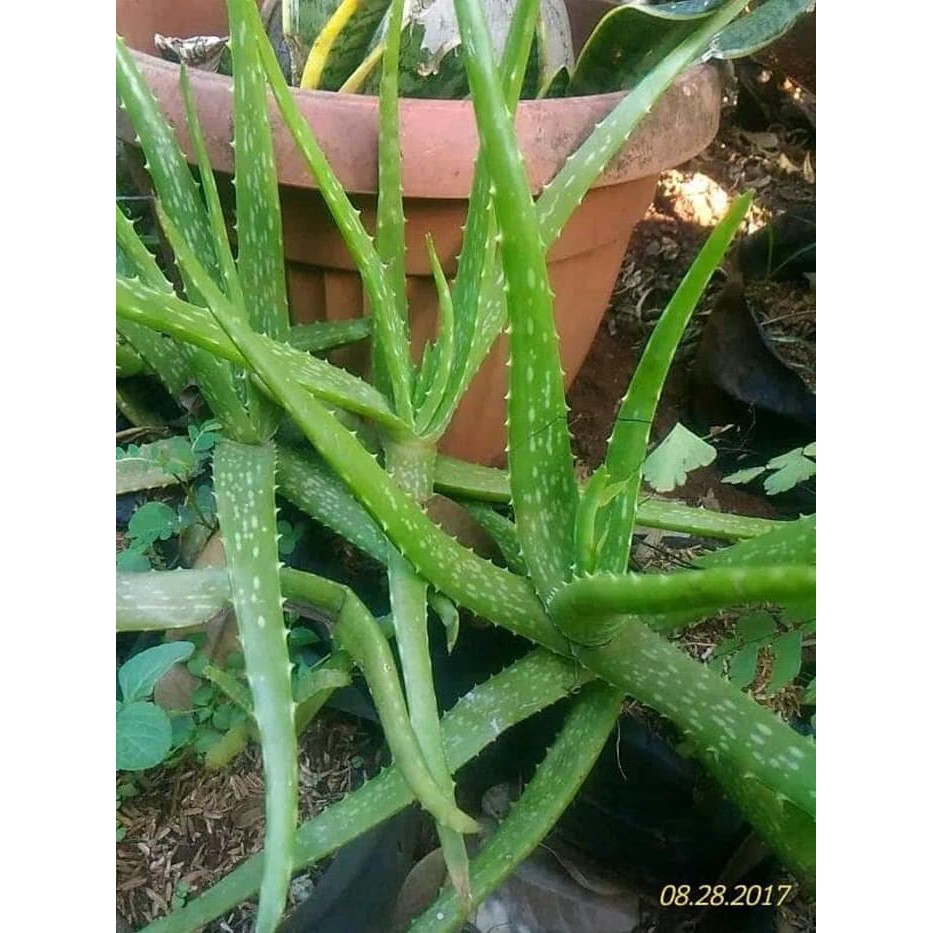 tanaman hias lidah buaya - aloevera