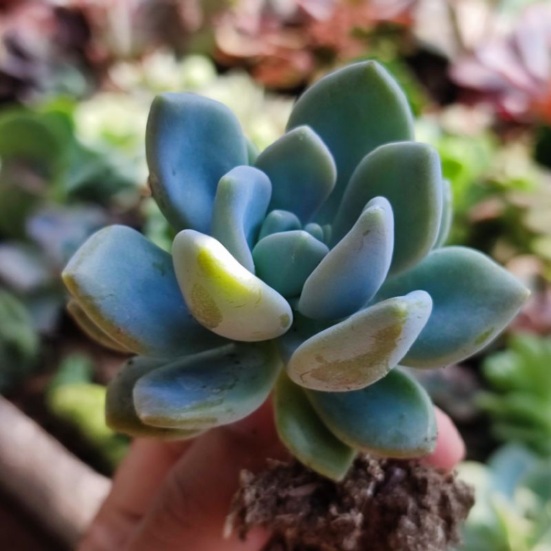 Sukulen Graptoveria Supreme Echeveria Opalina Murah