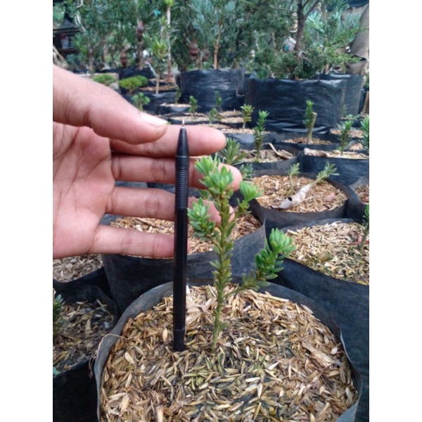 lohansung air brush daun micro