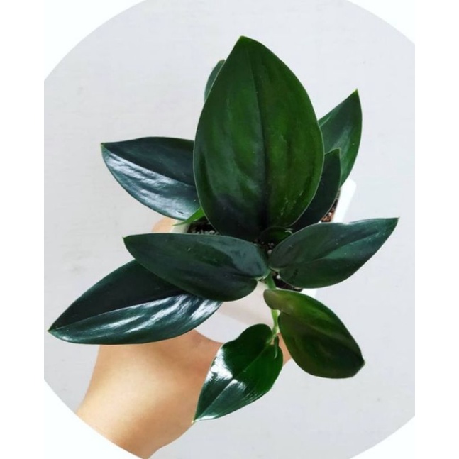 [COD] scindapsus treubii 'dark form - scindapsus treubii black - scindapsus