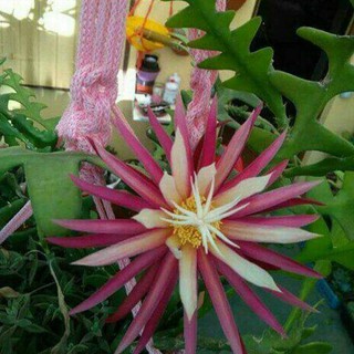 BIBIT BUNGA WIJAYA KUSUMA GERGAJI KERIS - EPIPHYLLUM ...