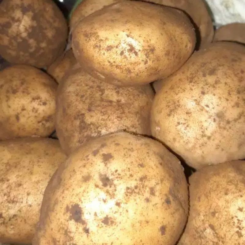 

KENTANG SEDANG/500GR
