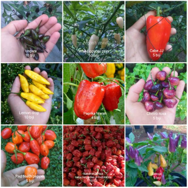 Promo paket hemat benih cabe hias