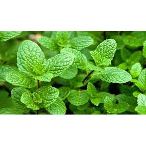 Bubuk Daun Mint 250 g Simplisia Bubuk Murni Peppermint Mentha piperita Leaf Powder