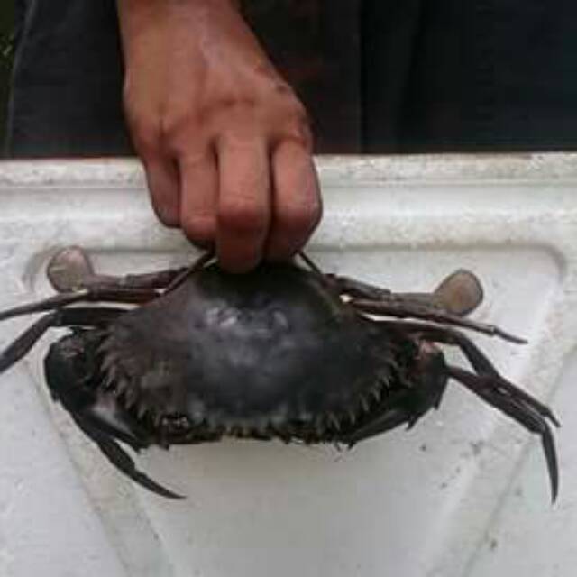 

Kepiting bakau KAL-BAR