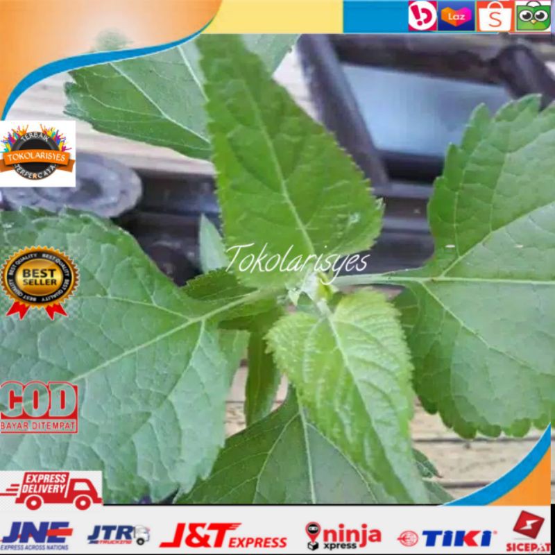 

Daun kirinyuh Maranggo atau kopasanda segar 1kg murah
