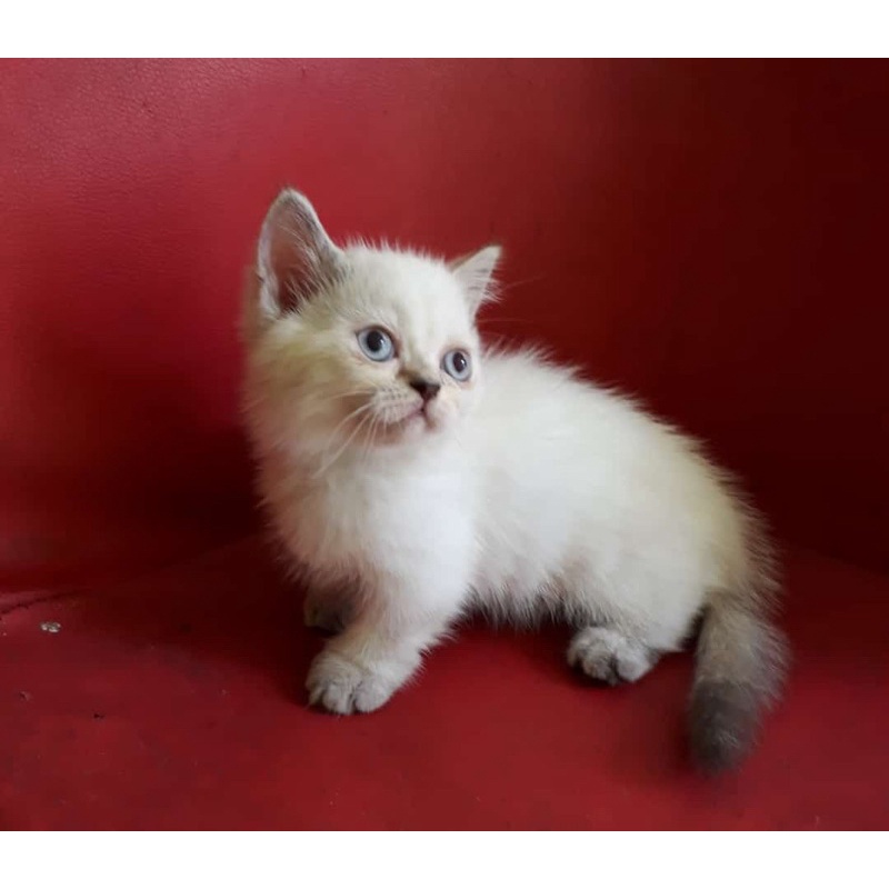 Munchkin Minuet Betina