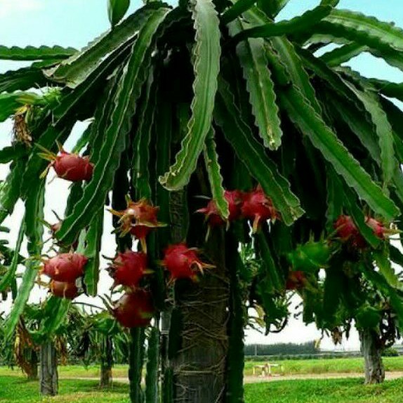 Bibit Buah Naga Merah Organik