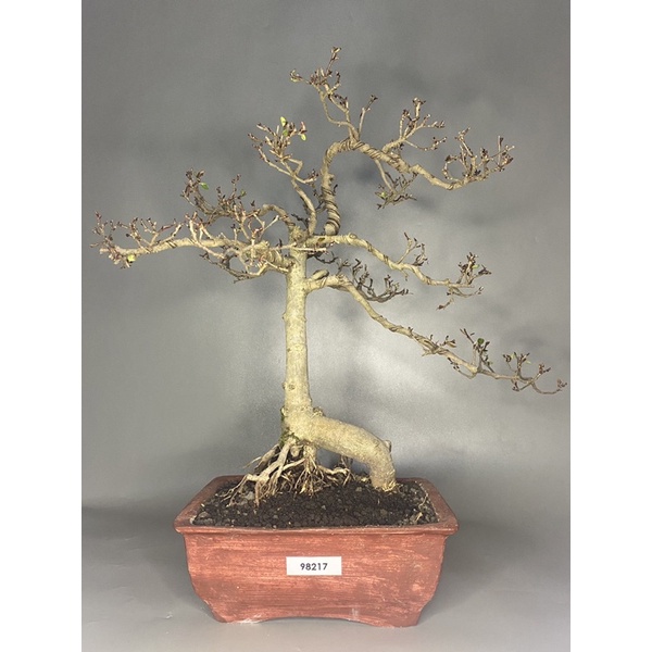 ficus retusa pupus merah