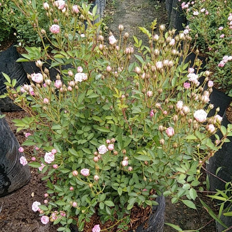 Indukan Bunga Mawar Hidup/Babyrose/Mawar Minion