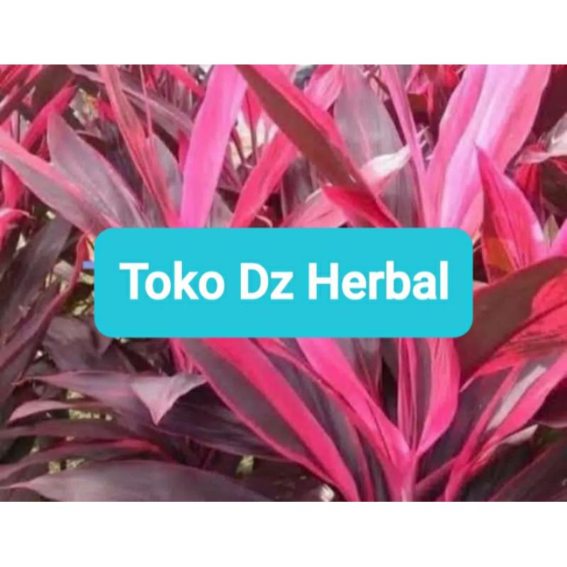 

Isi 30 Lembar daun andong merah hanjuang merah-az