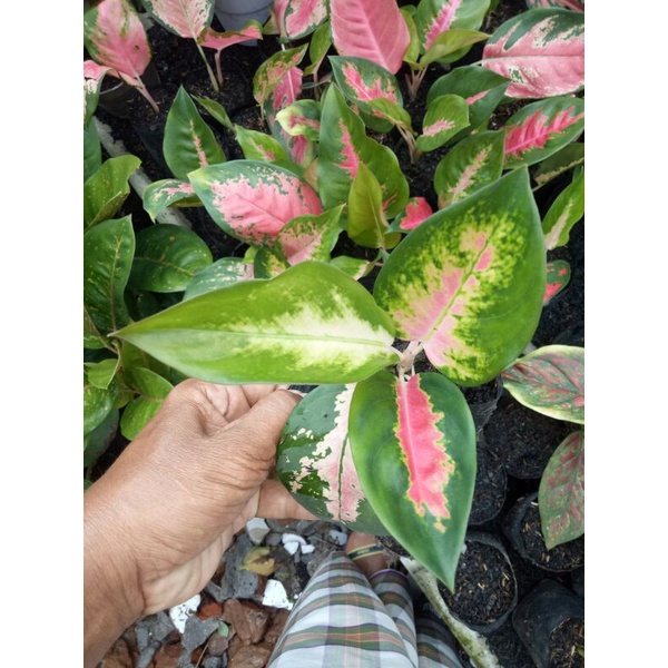 Aglonema Red Kocin remaja 4-7 daun