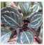 Tanaman Hias Calathea Green Lipstik