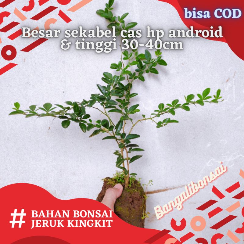 Jeruk Kingkit - Jeruk kimkit - Jeruk kingkit bahan bonsai - Bibit jeruk kingkit - Bahan bonsai jeruk