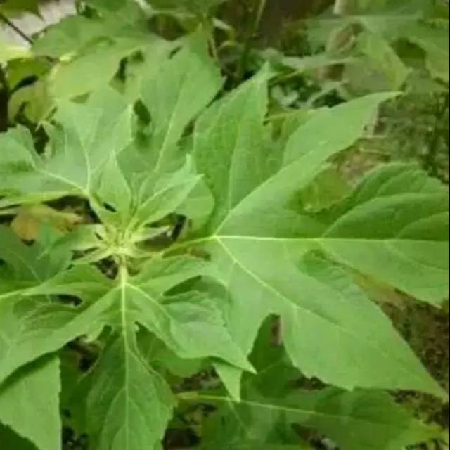 

Daun paitan 250 gram