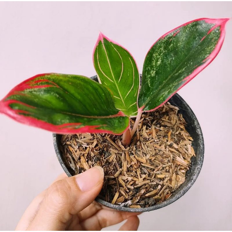 Aglonema lipstik Khanza anakan ( 1 sampai 3 daun )